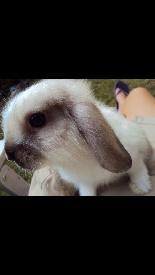 Kanin Noah billede 16