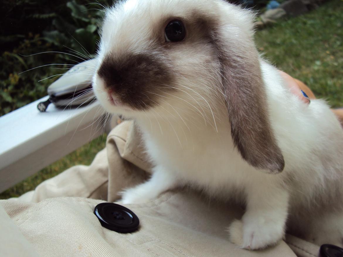 Kanin Noah billede 17