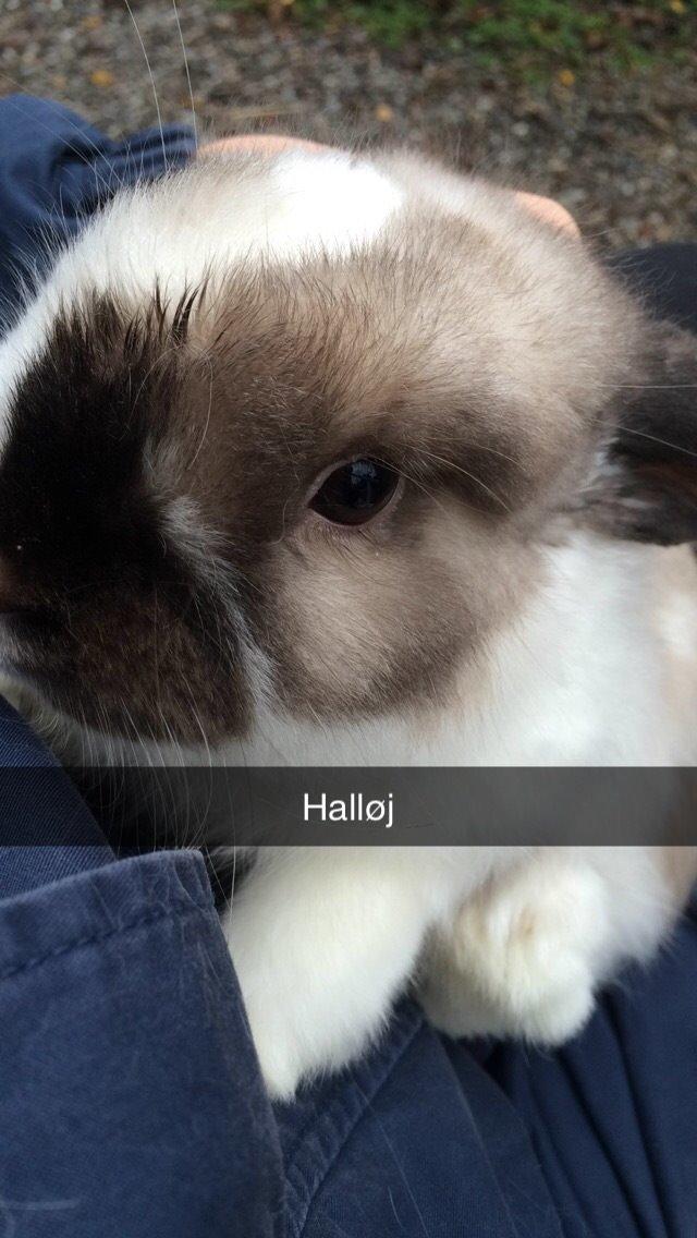 Kanin Noah billede 18