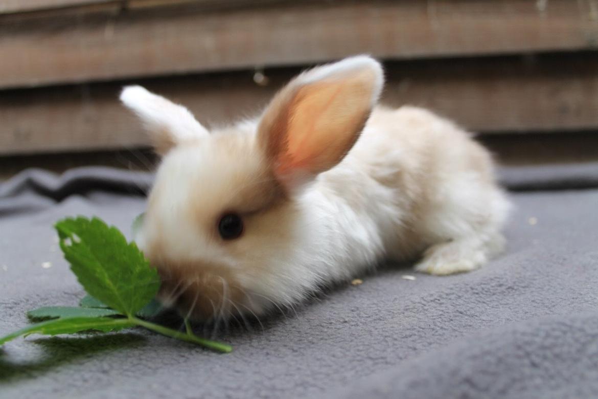 Kanin Noah billede 19