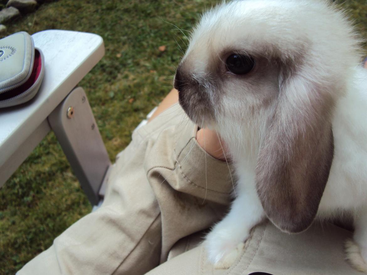 Kanin Noah billede 20