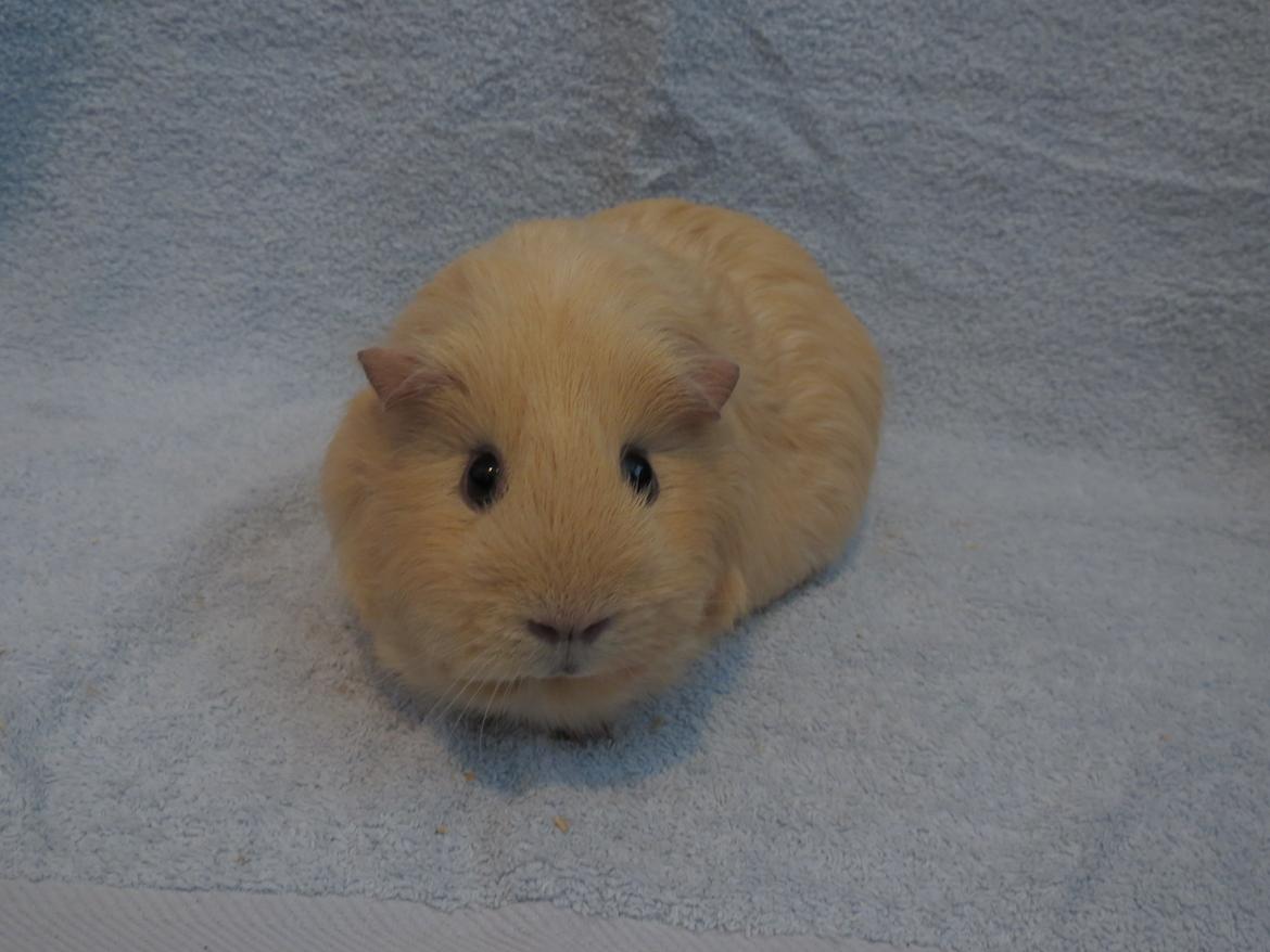 Marsvin Little Diamonds Creamie Light billede 6