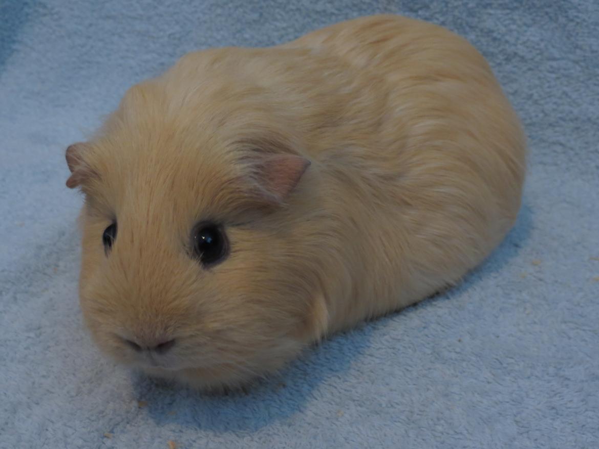 Marsvin Little Diamonds Creamie Light billede 7