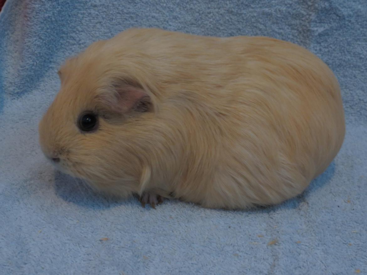 Marsvin Little Diamonds Creamie Light billede 9