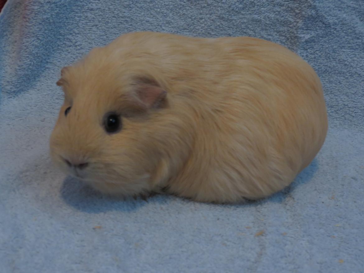 Marsvin Little Diamonds Creamie Light billede 5