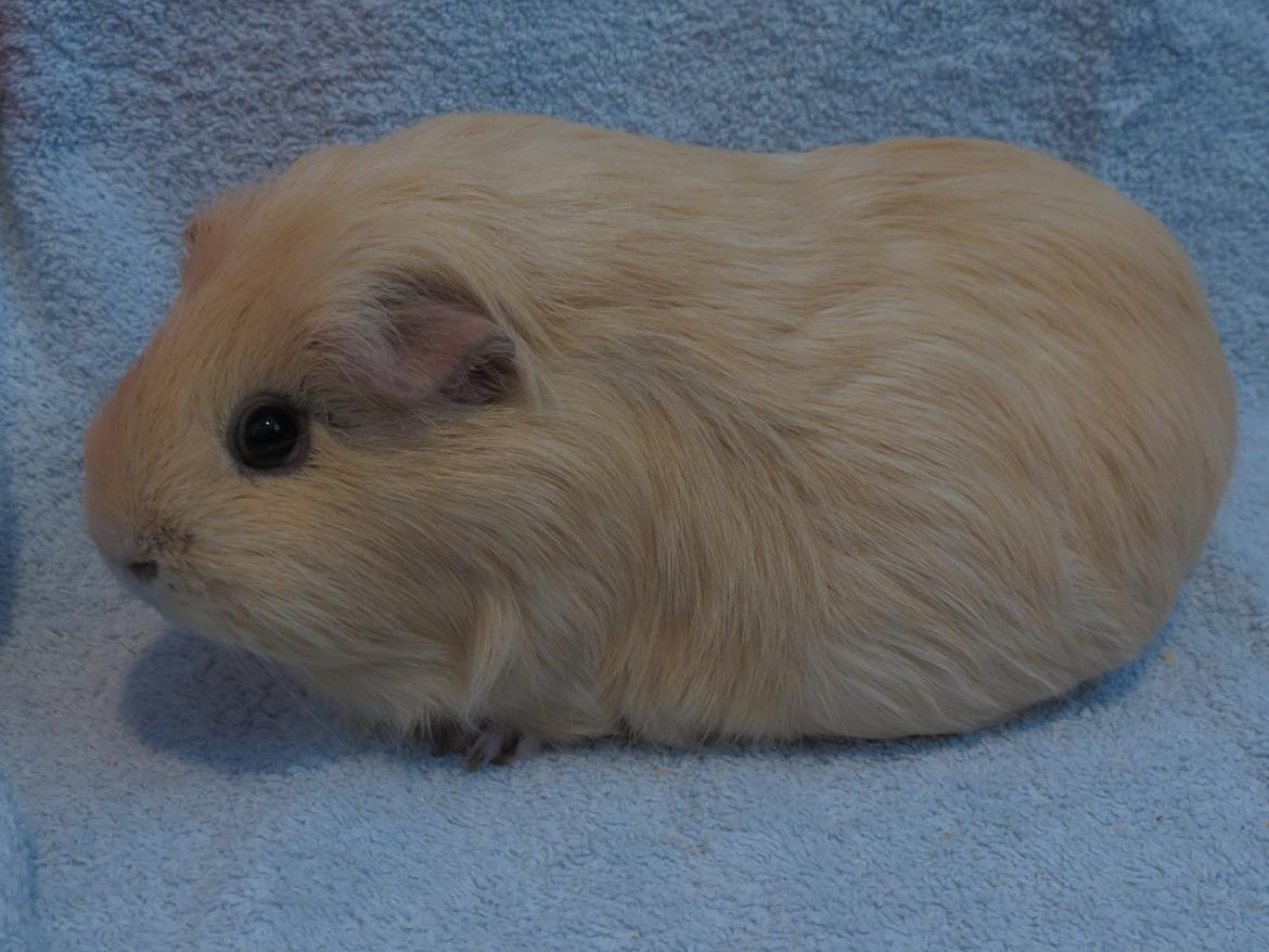 Marsvin Little Diamonds Creamie Light billede 4