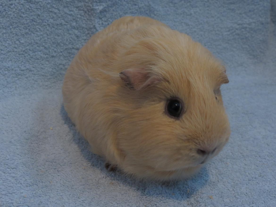 Marsvin Little Diamonds Creamie Light billede 8