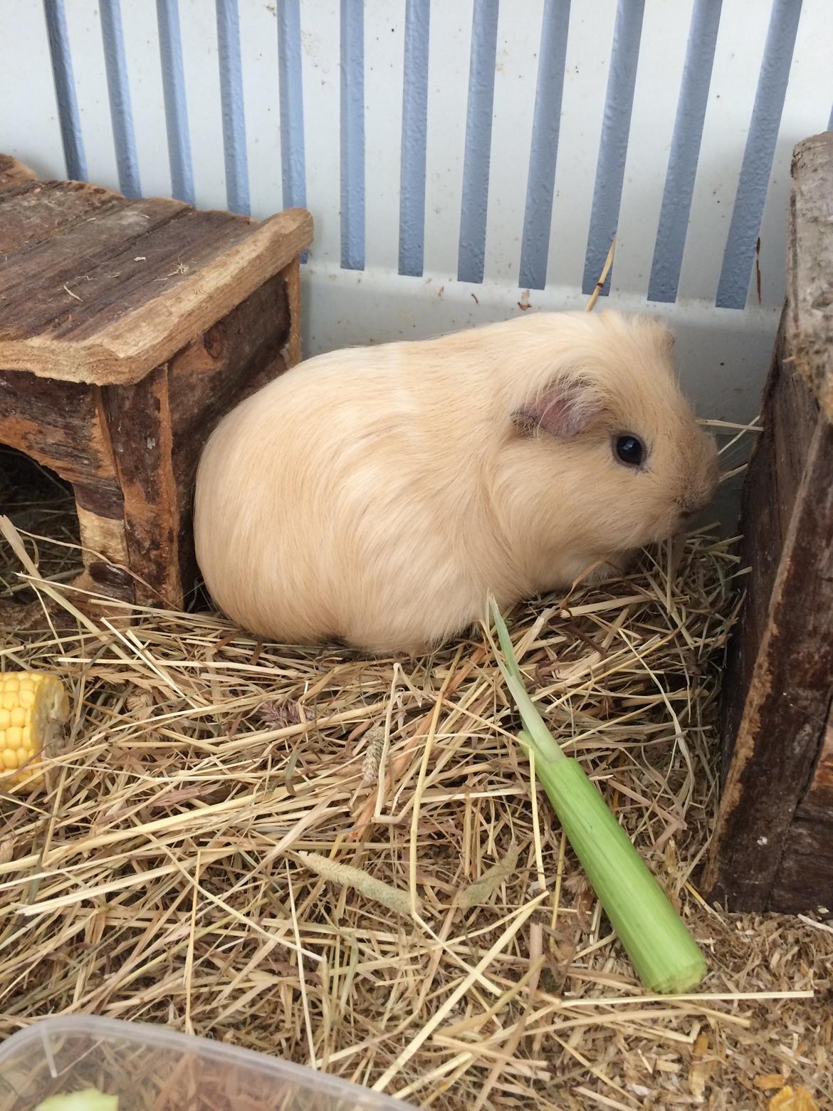 Marsvin Little Diamonds Creamie Light billede 10