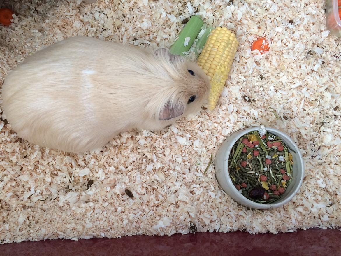 Marsvin Little Diamonds Creamie Light billede 12