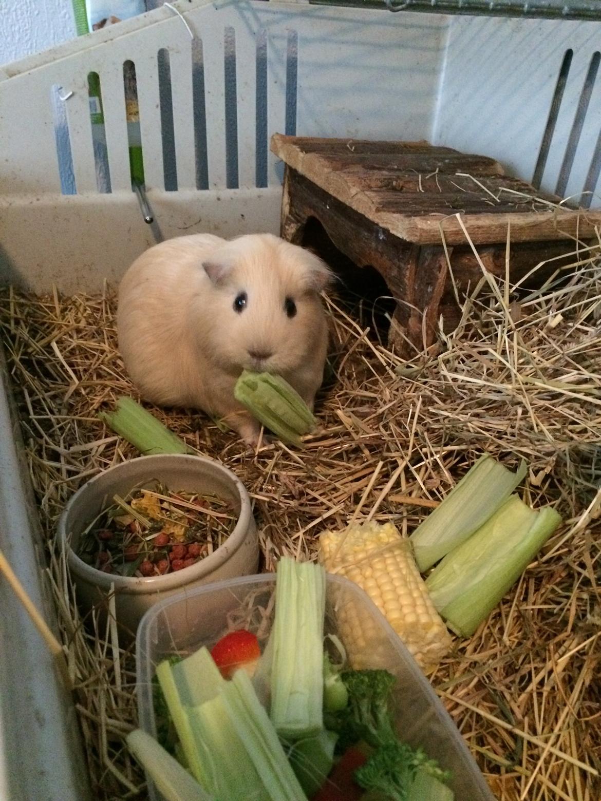 Marsvin Little Diamonds Creamie Light billede 11