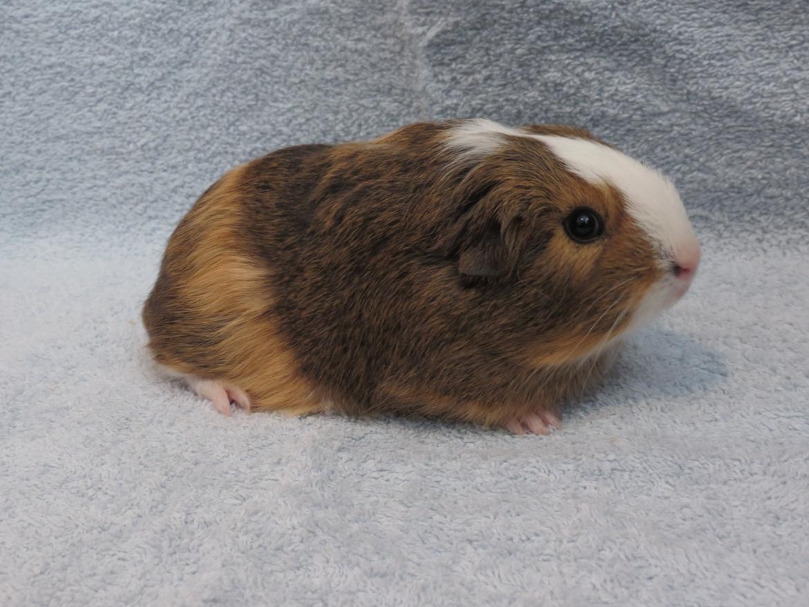 Marsvin Sputnik billede 16