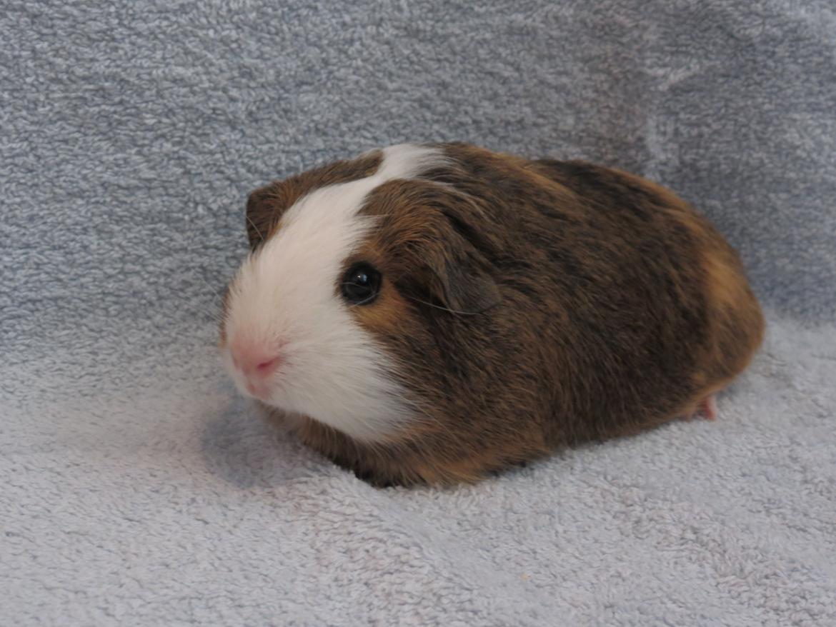 Marsvin Sputnik billede 15