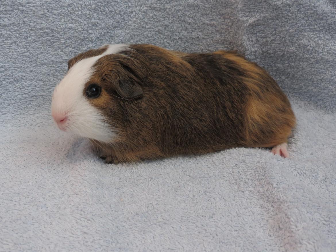 Marsvin Sputnik billede 17