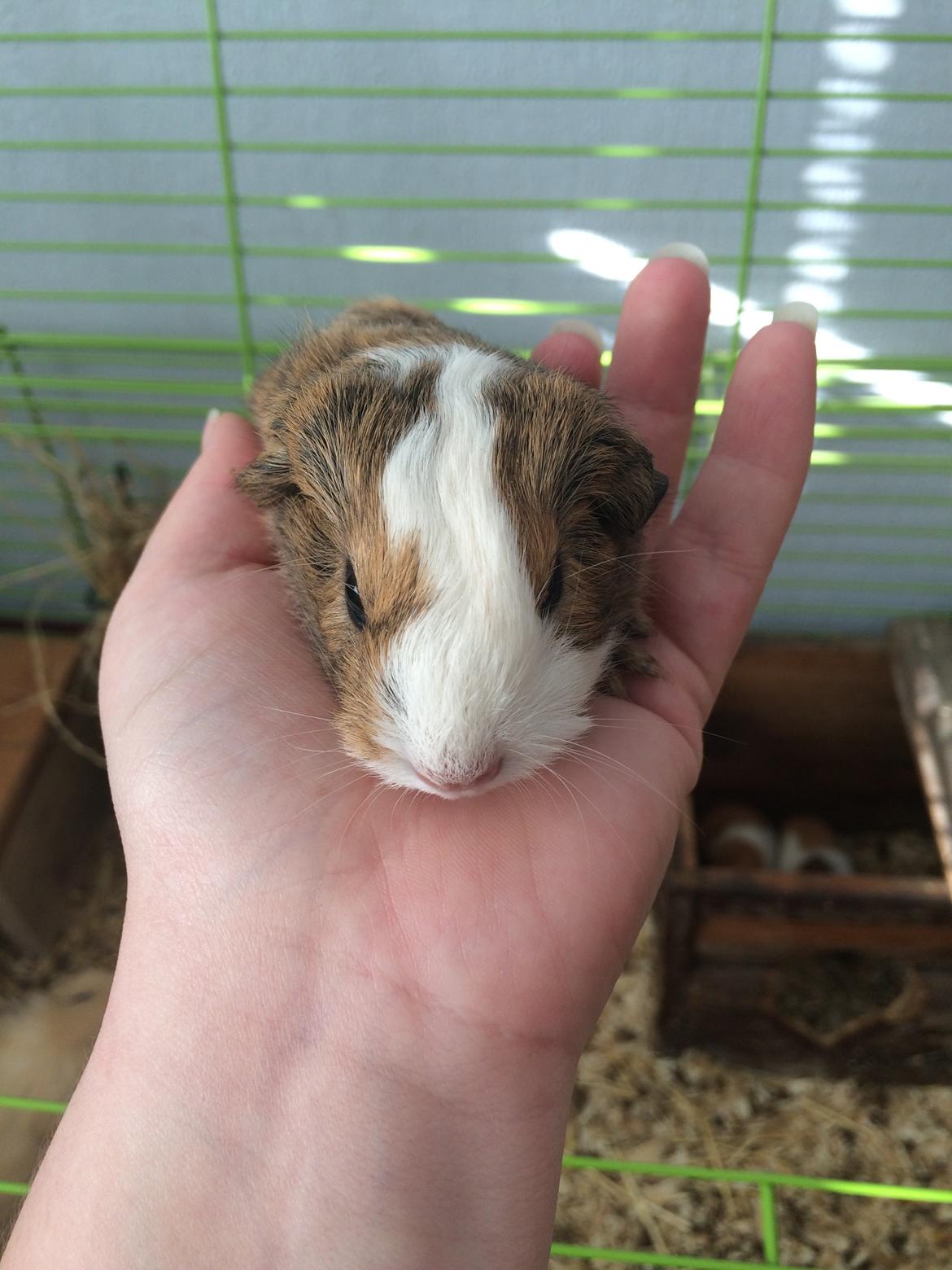 Marsvin Sputnik - BABY BILLEDE billede 20