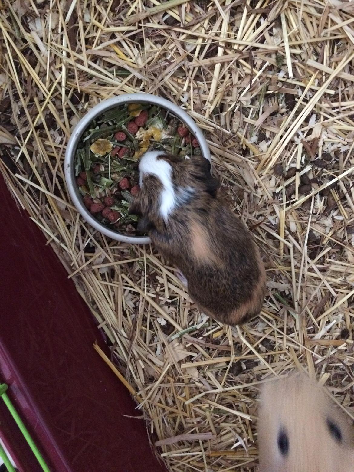 Marsvin Sputnik - BABY BILLEDE billede 22