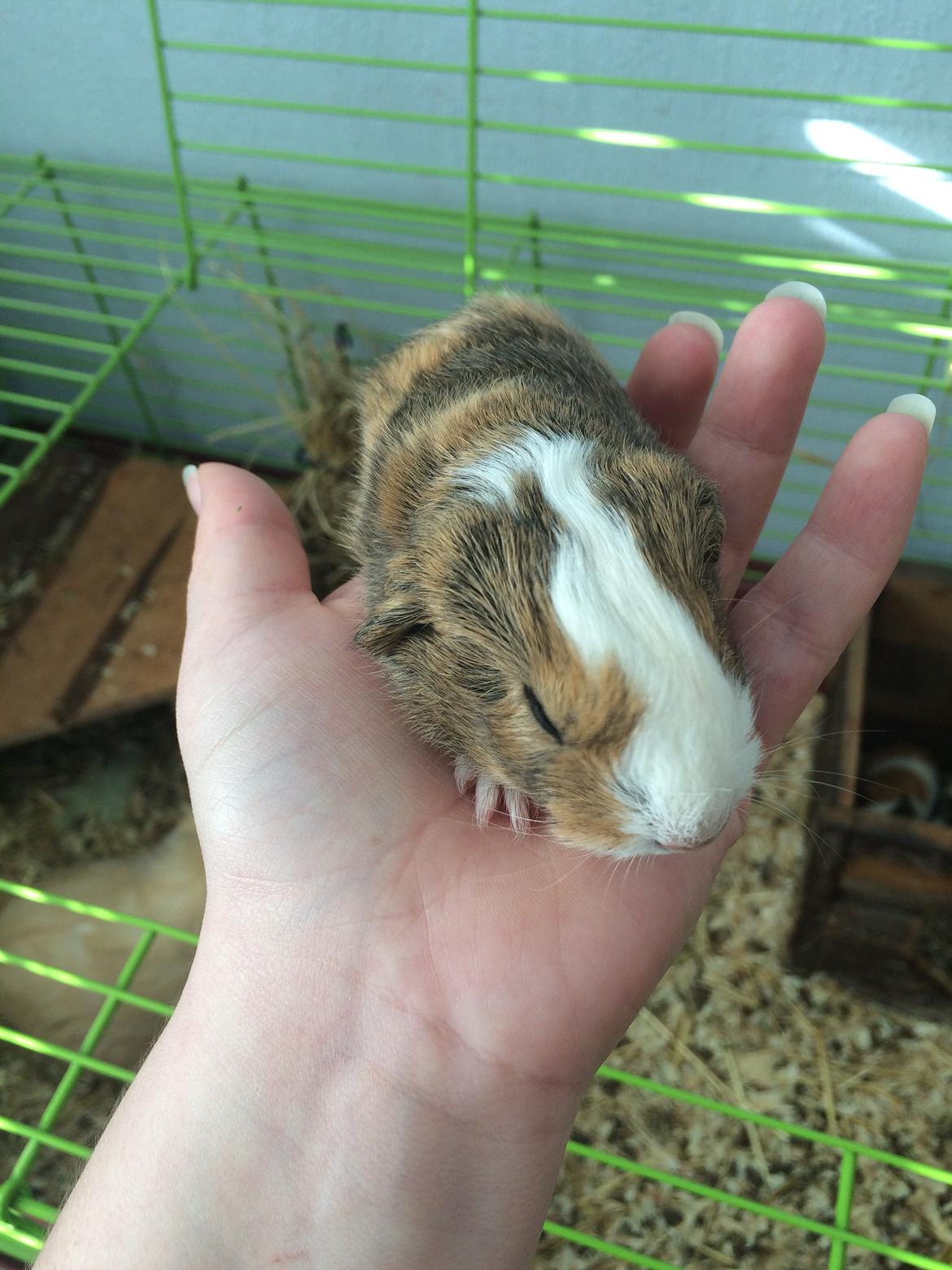 Marsvin Sputnik - BABY BILLEDE billede 21