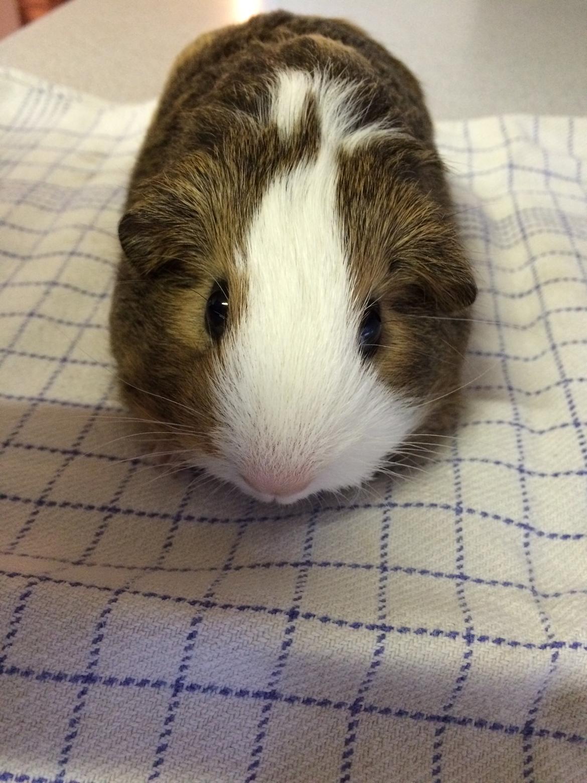 Marsvin Sputnik billede 18