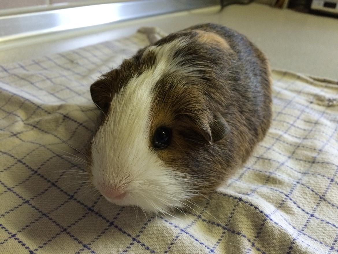 Marsvin Sputnik billede 19