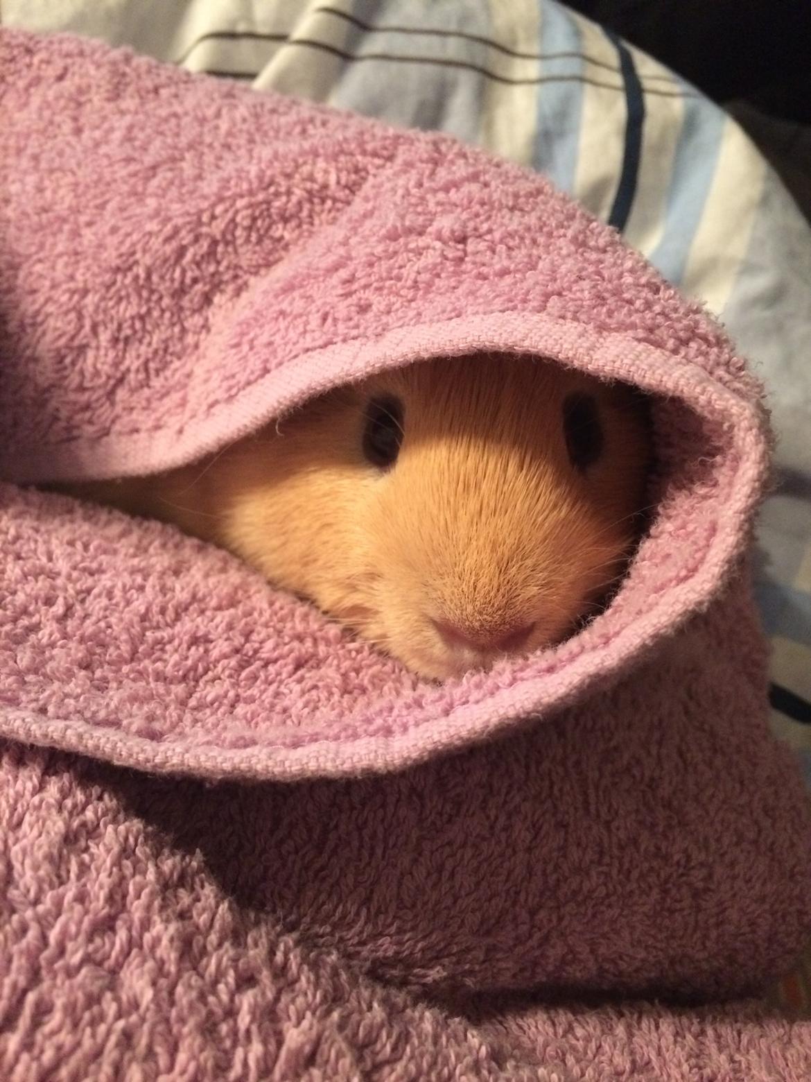 Marsvin Dueholms Zeus billede 22