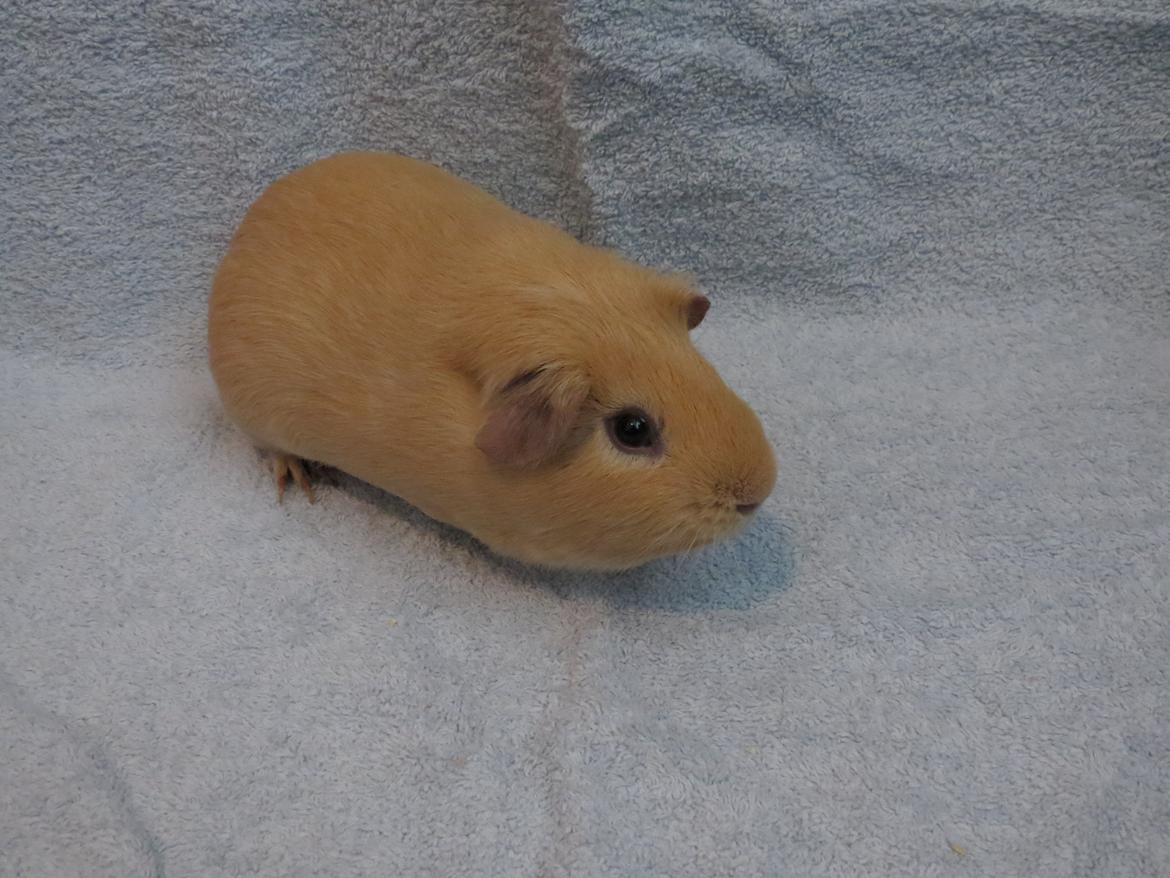 Marsvin Dueholms Zeus billede 23