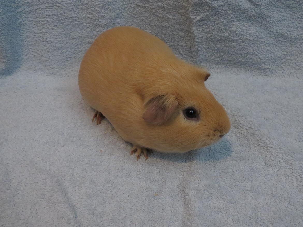 Marsvin Dueholms Zeus billede 24