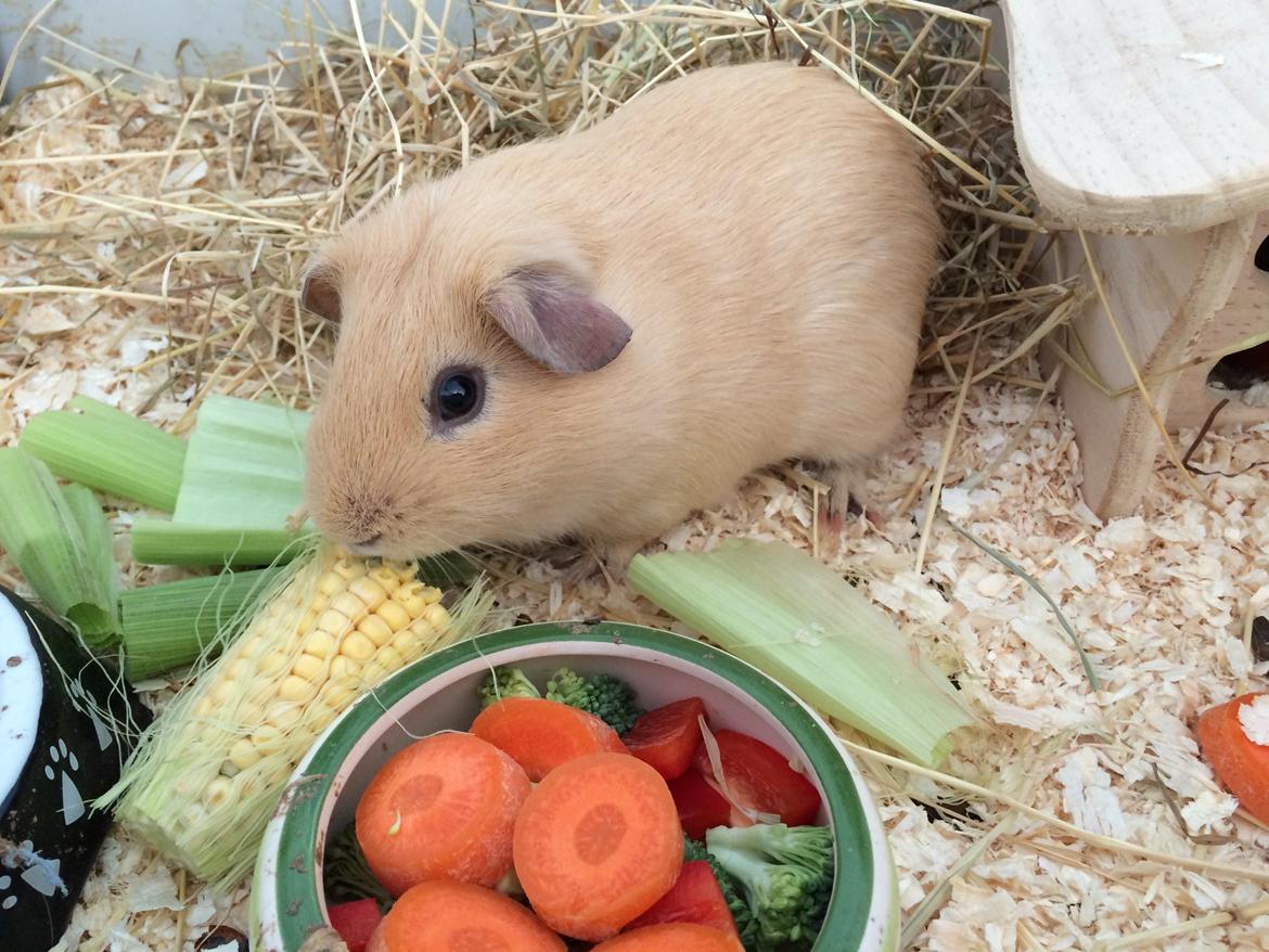 Marsvin Dueholms Zeus billede 21