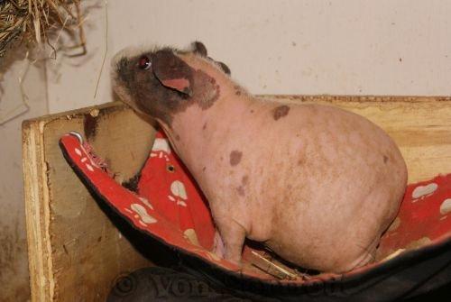 Marsvin Chanel billede 10