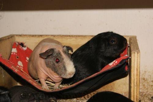 Marsvin Chanel billede 3