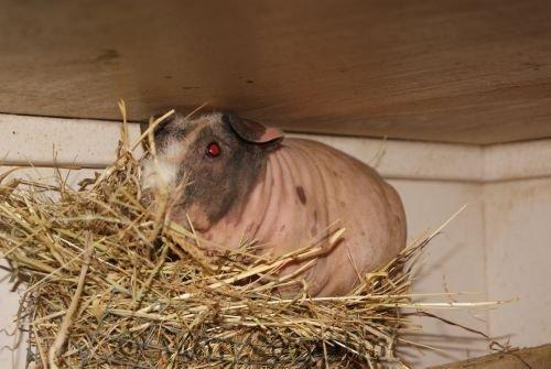 Marsvin Chanel billede 4