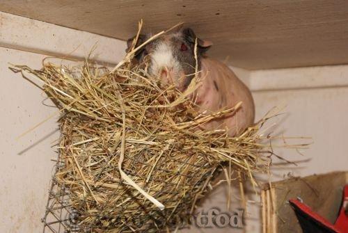 Marsvin Chanel billede 5