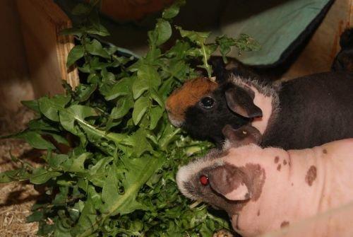 Marsvin Chanel billede 6