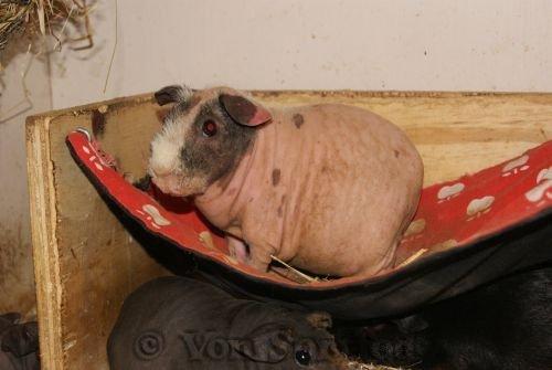 Marsvin Chanel billede 2