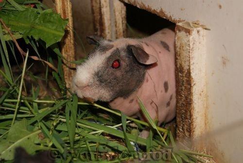 Marsvin Chanel billede 8