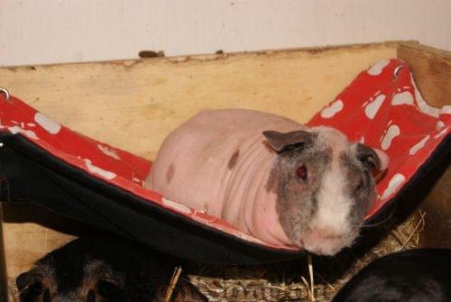 Marsvin Chanel billede 9