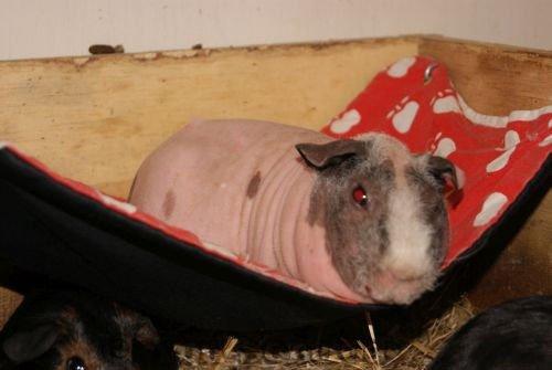 Marsvin Chanel billede 1