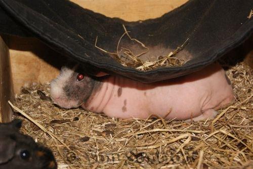 Marsvin Chanel billede 7