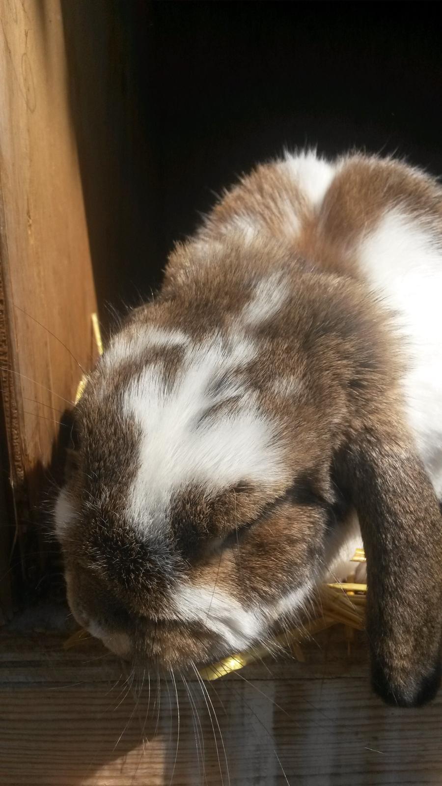 Kanin Lucia - Lucia tager imod mig oppe i det nye bur billede 7