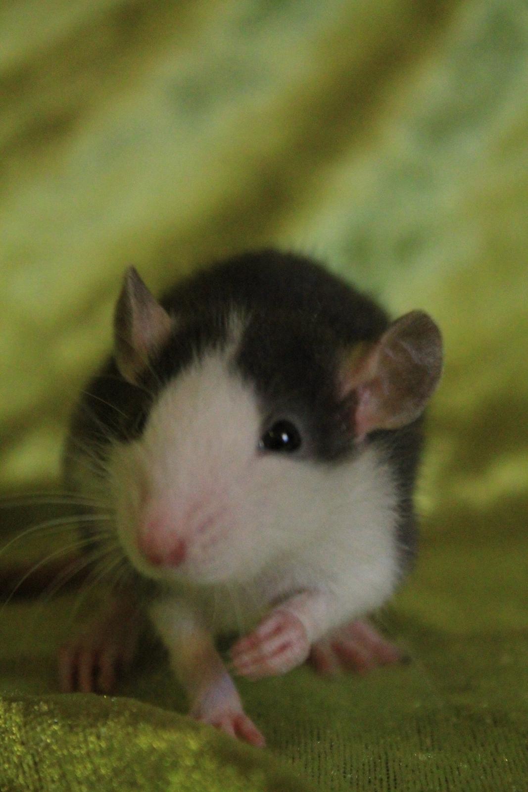 Tamrotte Irin *R.I.P.* billede 9