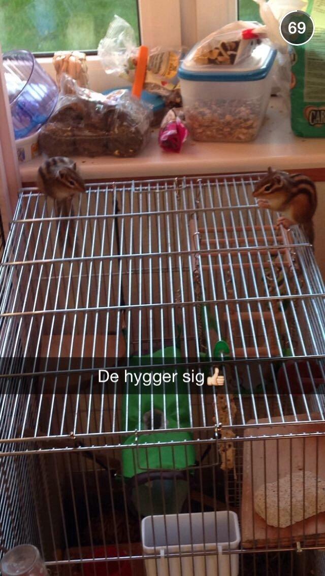 Jordegern Charlie. billede 2