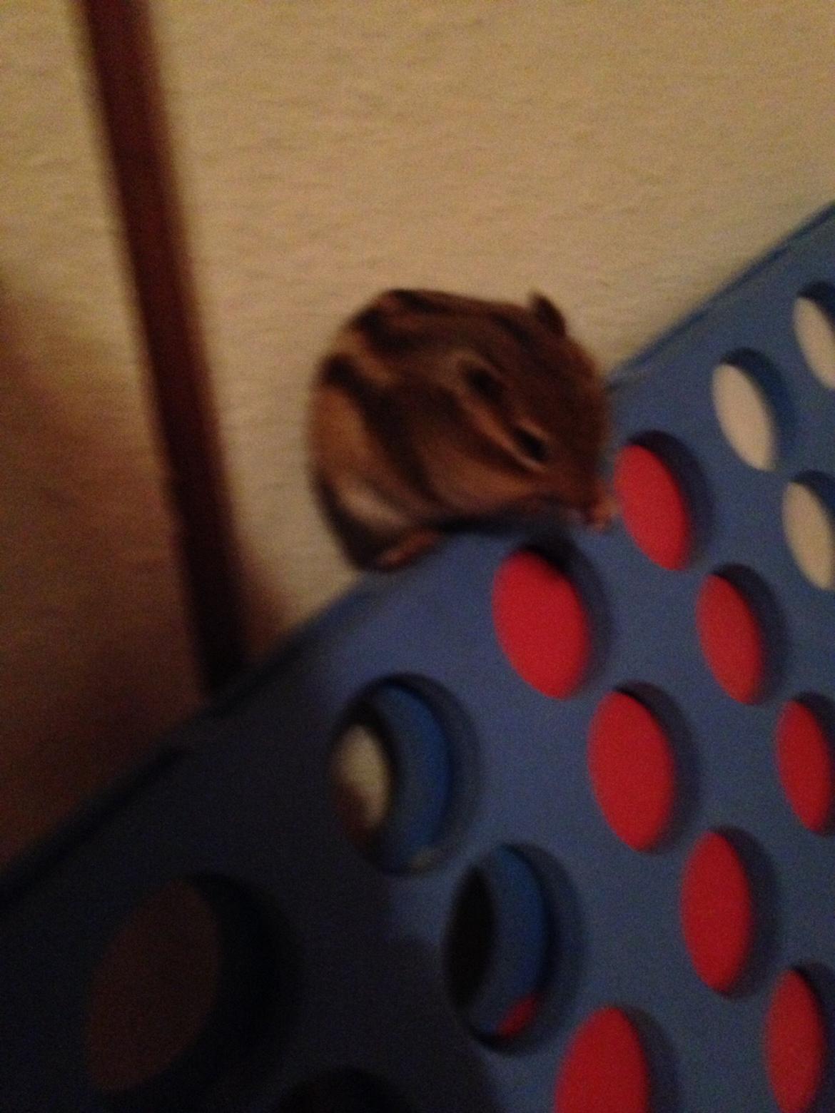 Jordegern Charlie. billede 9