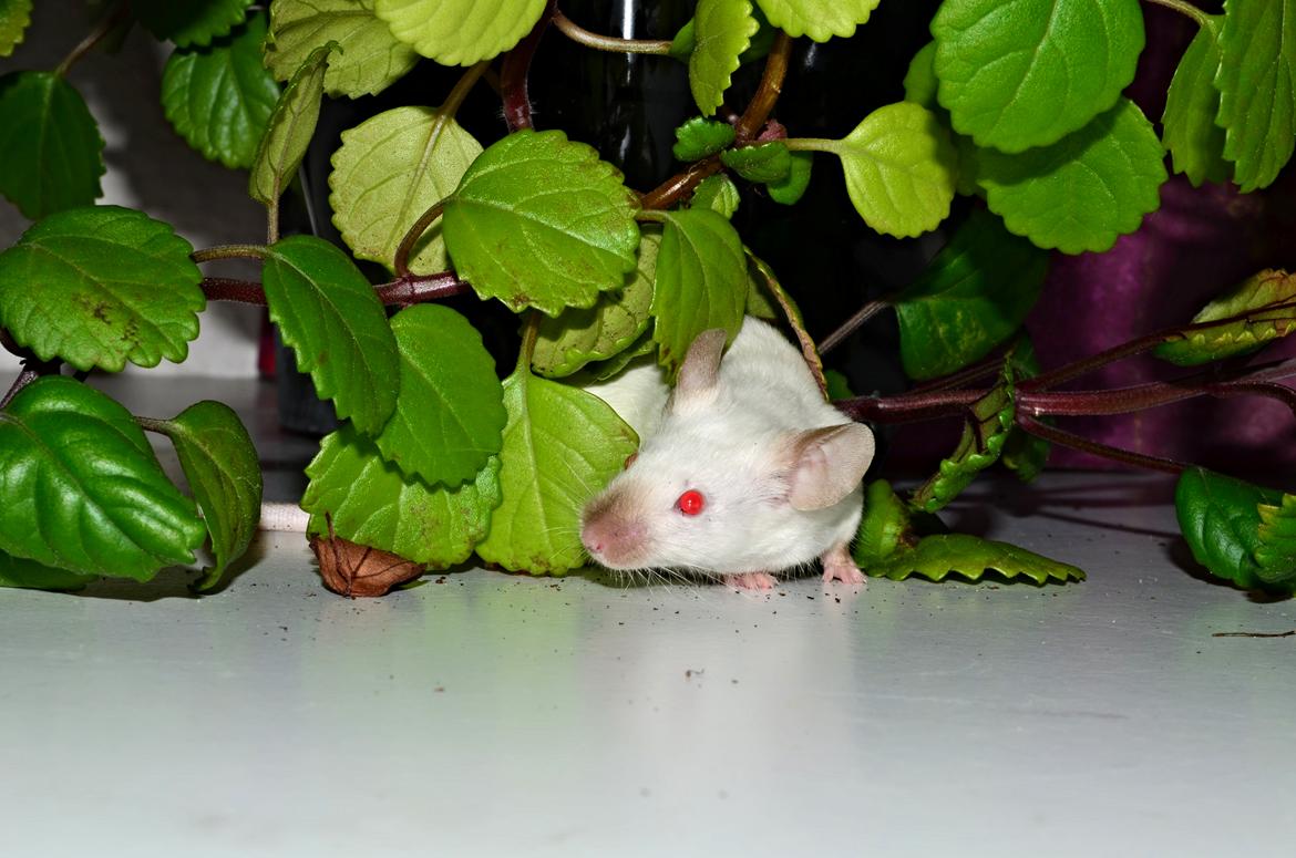 Mus Vejlmus' Ebony [Himmelgnaver] billede 8