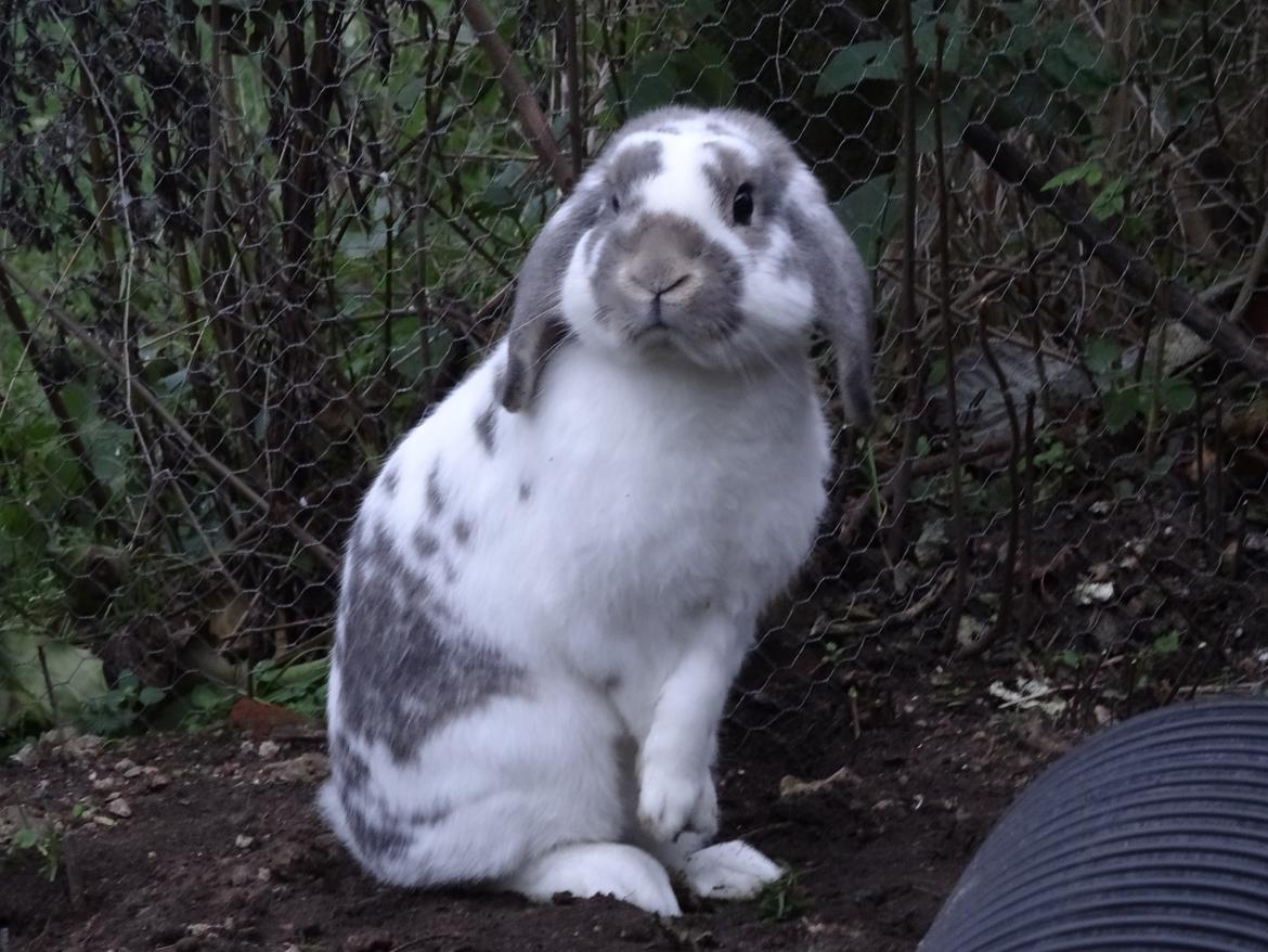 Kanin Dolls Inpavidus Herakles billede 10