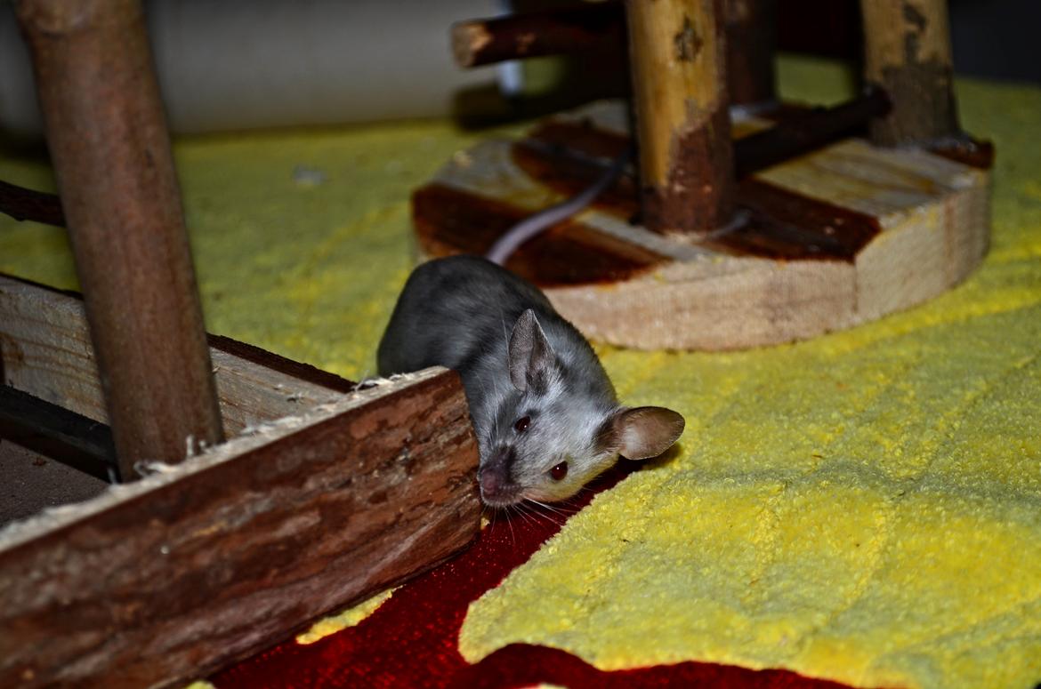 Mus Vejlmus' Ebay [Himmelgnaver] billede 39