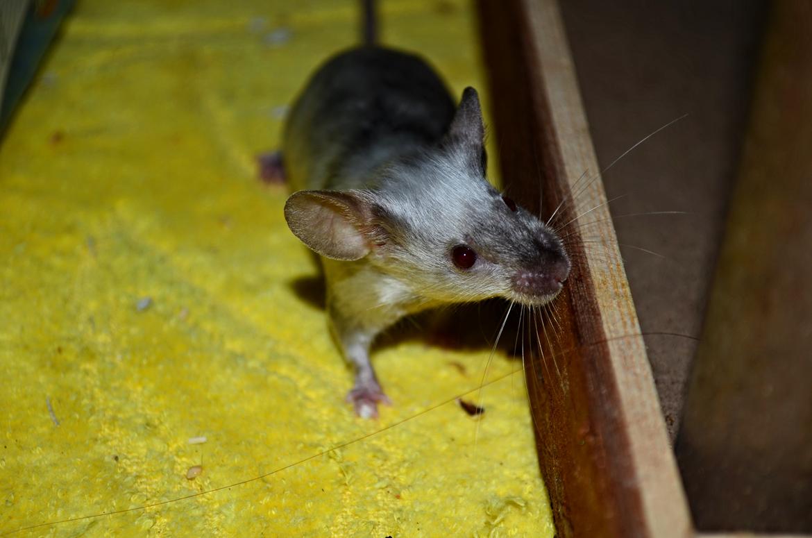 Mus Vejlmus' Ebay [Himmelgnaver] billede 20