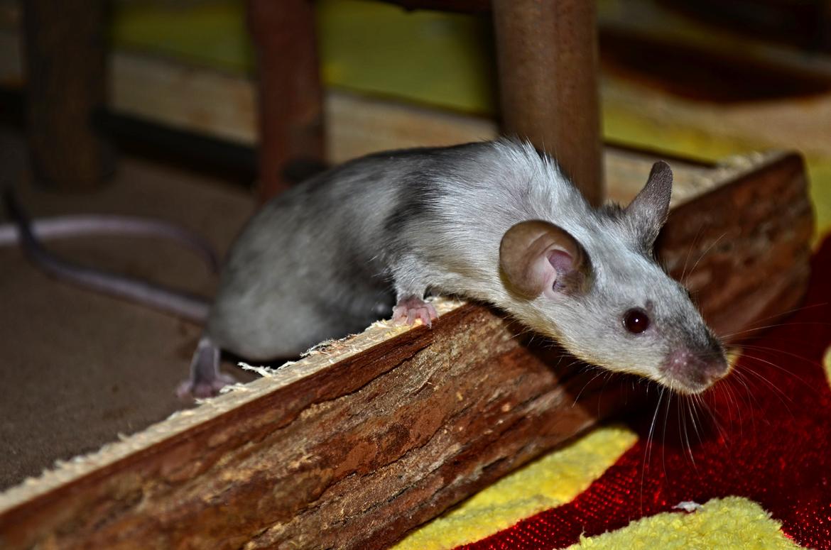 Mus Vejlmus' Ebay [Himmelgnaver] - Velkommen til Ebays profil :) billede 1