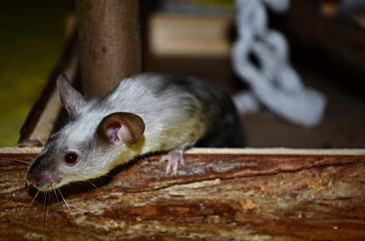 Mus Vejlmus' Ebay [Himmelgnaver] - Min smukke pige <3 billede 17