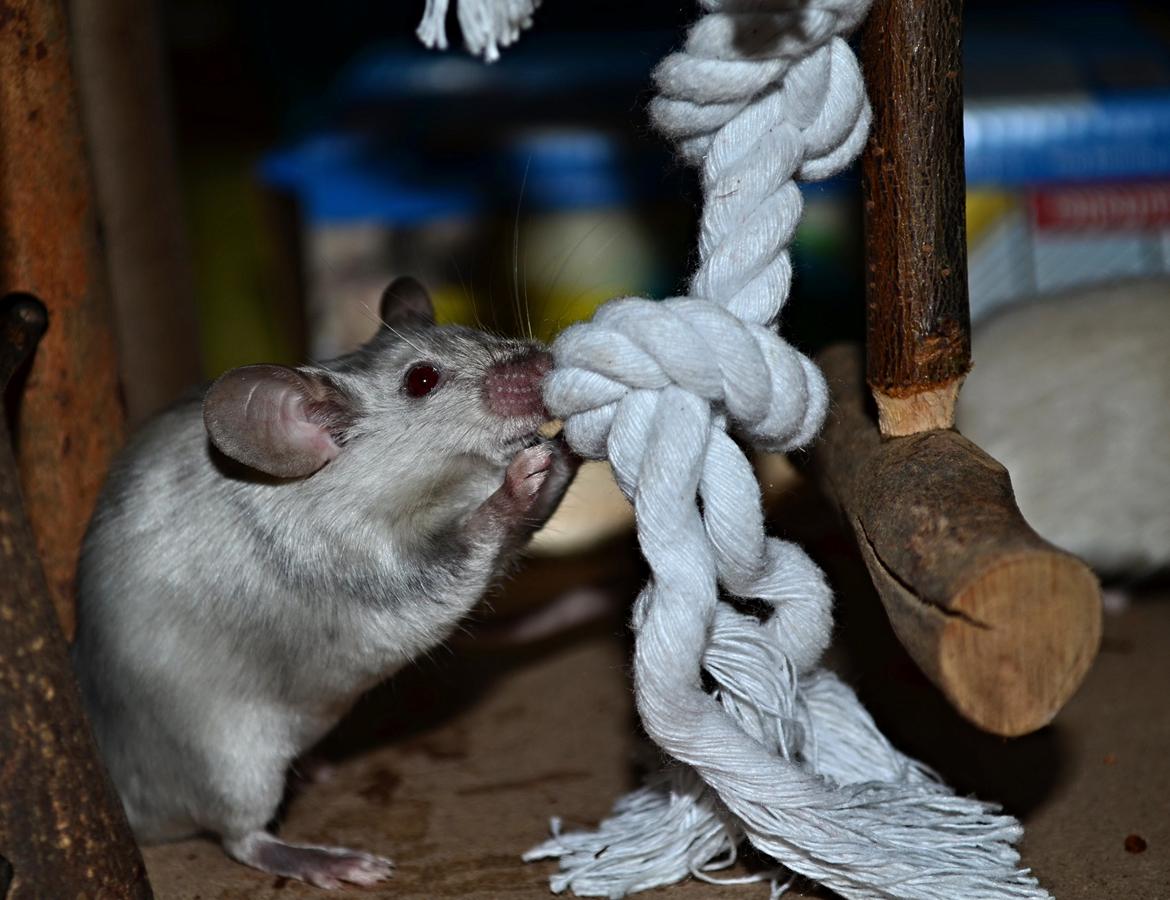 Mus Vejlmus' Ebay [Himmelgnaver] billede 26