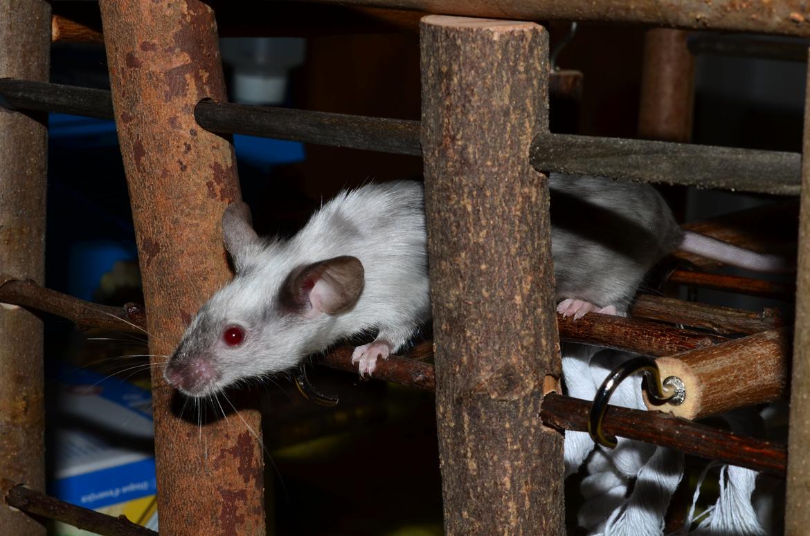 Mus Vejlmus' Ebay [Himmelgnaver] billede 41