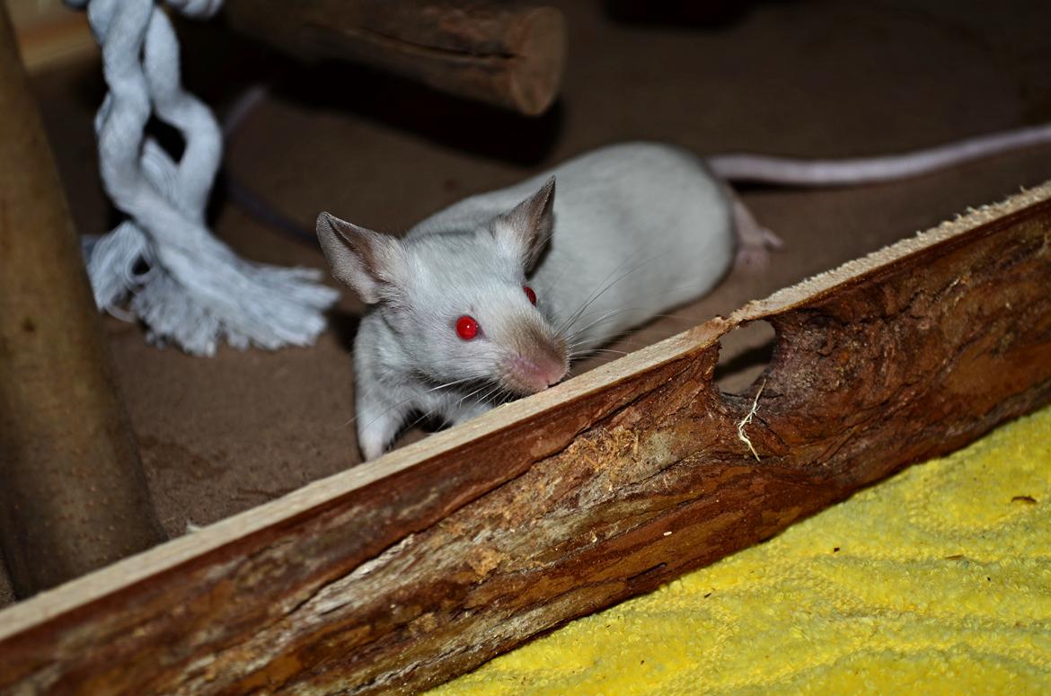 Mus Vejlmus' Ebony [Himmelgnaver] billede 12