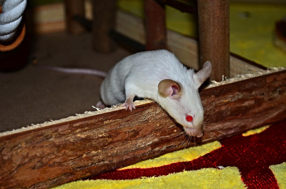 Mus Vejlmus' Ebony [Himmelgnaver] billede 23